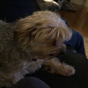 Meet your Posher, Isabella